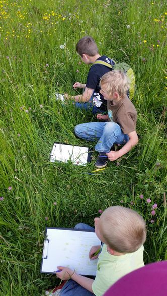 Die Stockwerke der Wiese erkunden