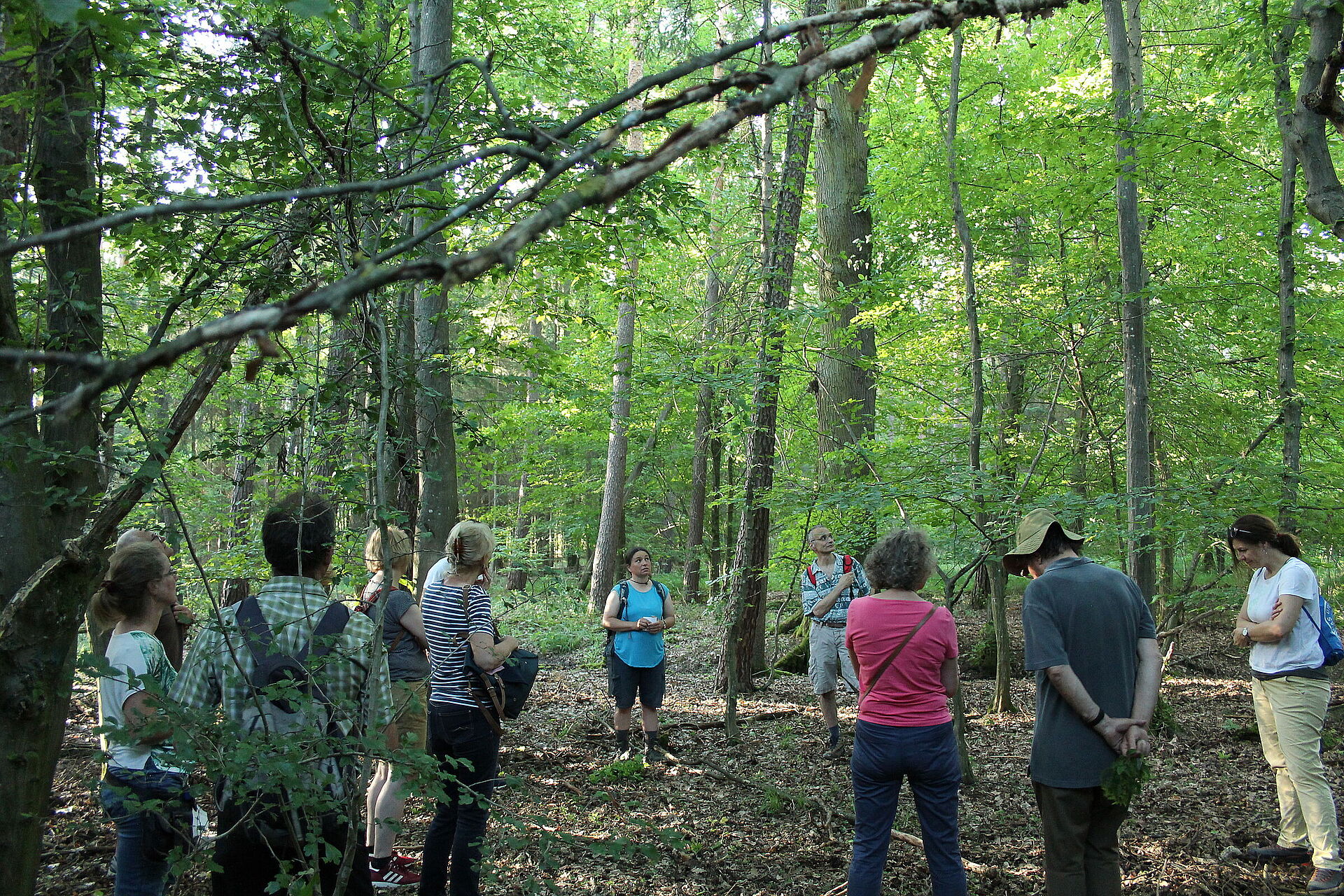 Der Bannwald in Lauf ist ein richtiger Urwald - BUND Naturschutz in Der Bannwald in Lauf ist ein richtiger Urwald - BUND Naturschutz in